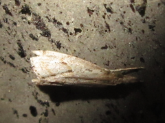 Microchilo inexpectellus