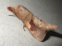 Paralebeda plagifera