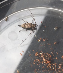 Acanthocinus griseus