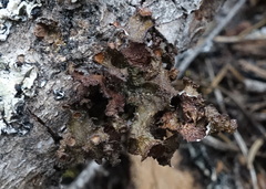 Tuckermanopsis platyphylla