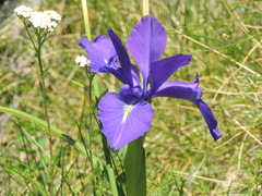 Iris latifolia