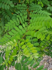 Robinia pseudoacacia