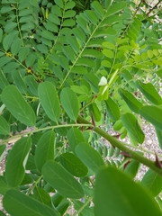 Robinia pseudoacacia