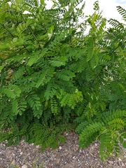 Robinia pseudoacacia