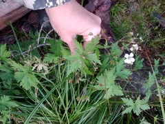 Geranium krylovii