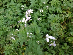 Cardamine macrophylla