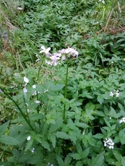 Cardamine macrophylla