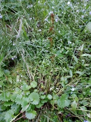 Micranthes nelsoniana aestivalis