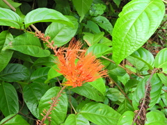 Combretum fruticosum