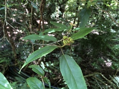 Viburnum urceolatum