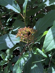 Viburnum urceolatum