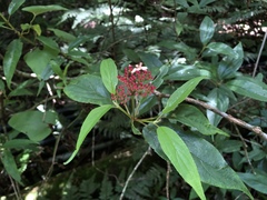 Viburnum urceolatum