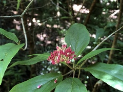 Viburnum urceolatum