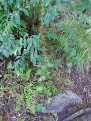 Pedicularis incarnata