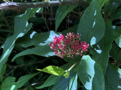 Viburnum urceolatum