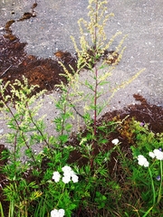 Artemisia vulgaris