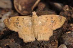 Caprona ransonnettii