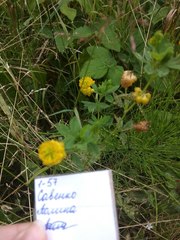 Trifolium aureum