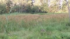 Scirpus pedicellatus