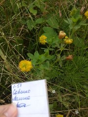 Trifolium aureum