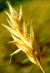 Danthonia intermedia riabuschinskii