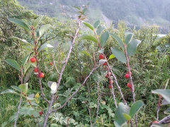 Cotoneaster uniflorus