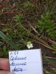 Trifolium aureum