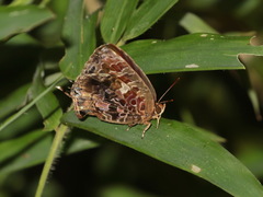 Arhopala abseus