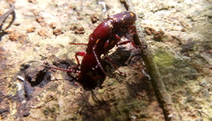Baryrhynchus poweri
