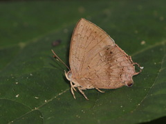 Surendra quercetorum