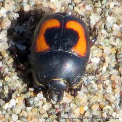 Spilodiscus arcuatus