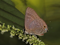 Deudorix epijarbas