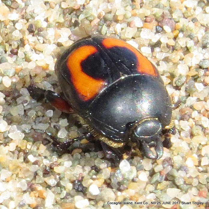Spilodiscus arcuatus