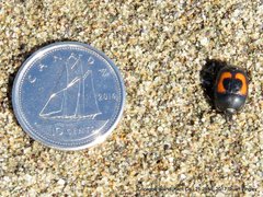 Spilodiscus arcuatus