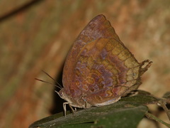 Arhopala centaurus