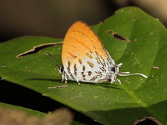 Drupadia ravindra