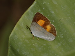 Curetis saronis