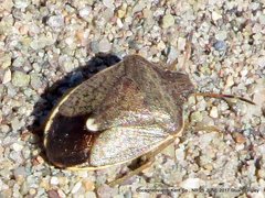 Holcostethus limbolarius