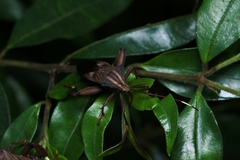 Melucha phyllocnemis