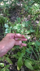 Rumex sanguineus viridis