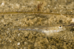 Nesogobius
