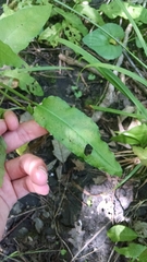 Rumex sanguineus viridis