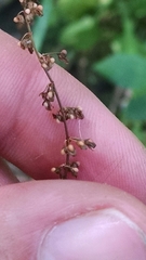 Rumex sanguineus viridis