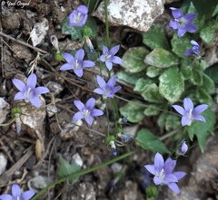 Campanula cymbalaria