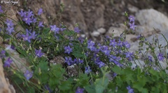 Campanula cymbalaria