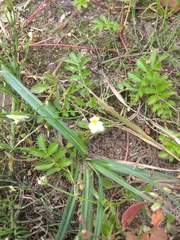 Trifolium aureum