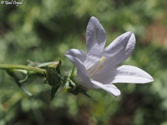 Campanula stricta