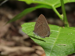 Arhopala aida