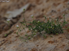 Arenaria libanotica