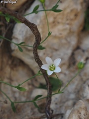 Arenaria libanotica